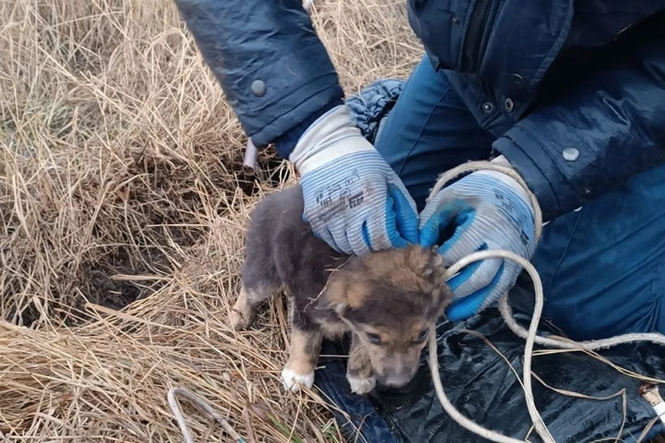 Щенка из расщелины пришлось доставать с помощью веревки. Фото: пресс-служба ГКУ РО «ПСС ВВ ТМ»