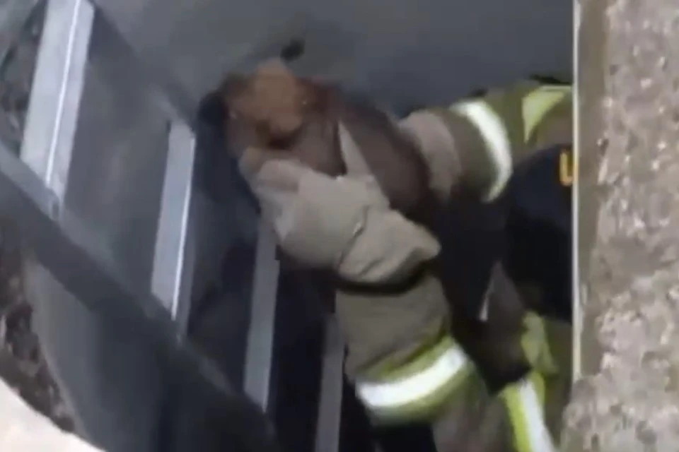 Двоих щенков вытащили из-под бетонной плиты спасатели МЧС в Северной Осетии, фото: скриншот из видео