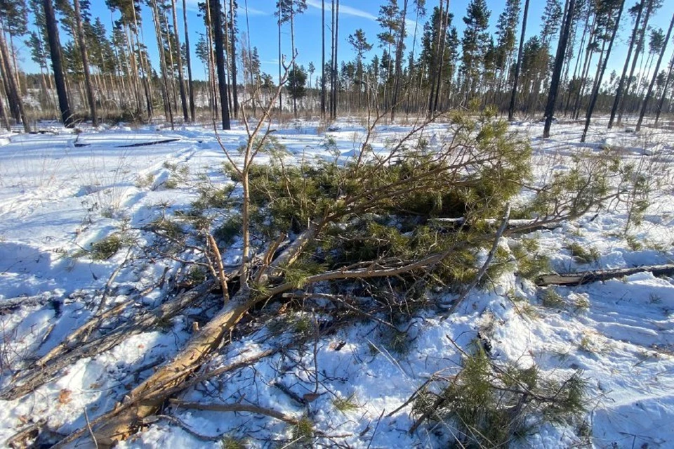 Черного лесоруба поймали под Иркутском по горячим следам.