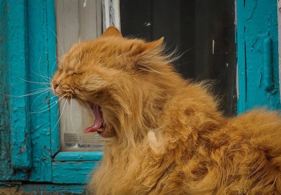 Кошек передали в местный приют.