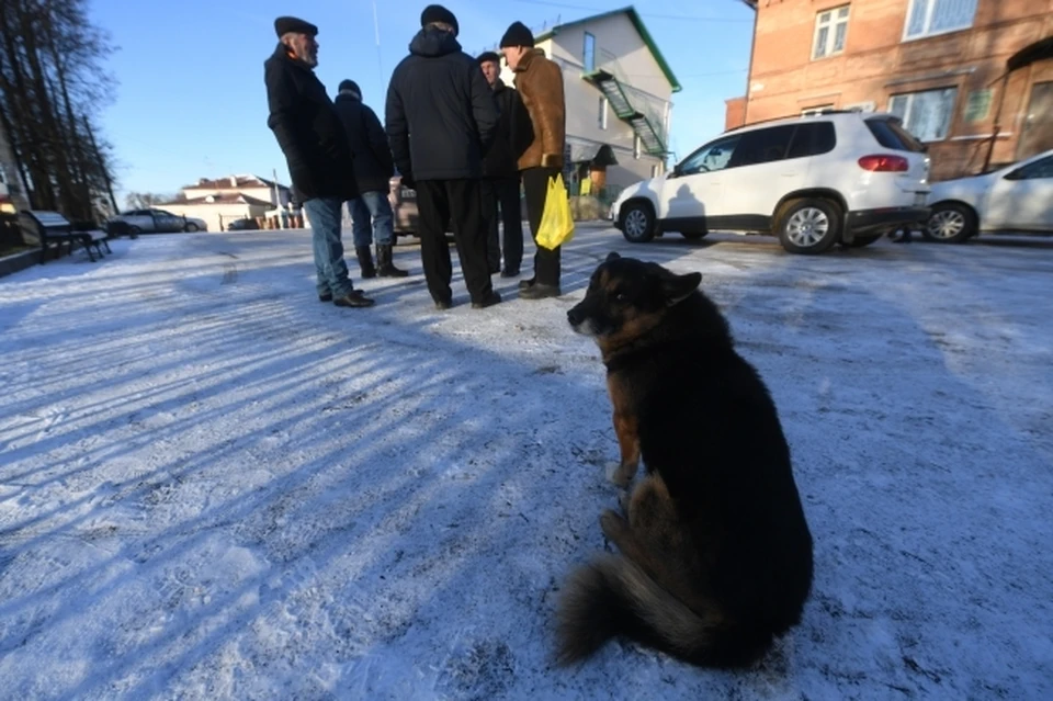 Под Новосибирском мужчина выкинул собаку с балкона