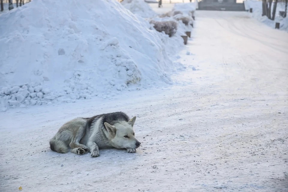 Ветеринары предупредили жителей Бахчисарая о собаке с подозрением на бешенство