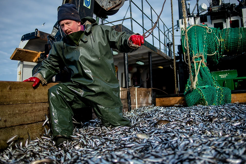 На вылов мойвы несколько раз вводили мораторий.