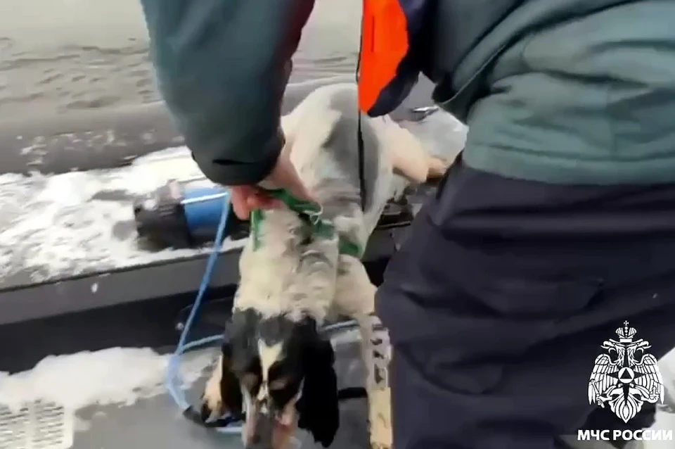 Собаку вытащили из воды в катер за ошейник. Фото: МЧС России