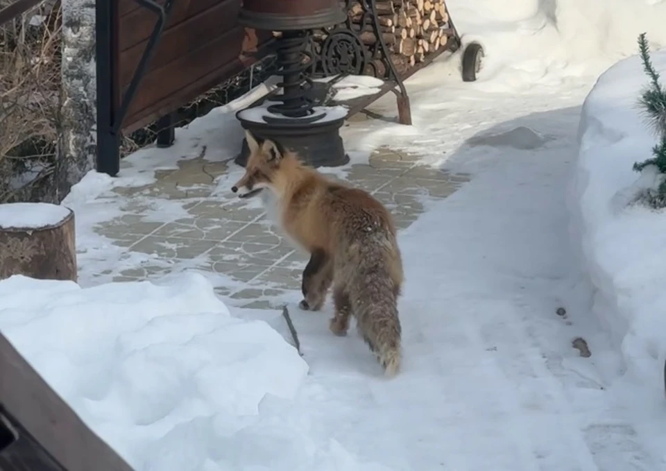 Кадр видео очевидца