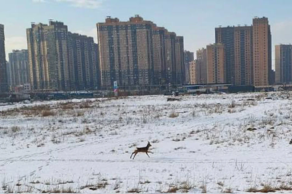 Дикая косуля приблизилась к жилым домам на Парнасе. Фото: Комитет по природопользованию Петербурга.