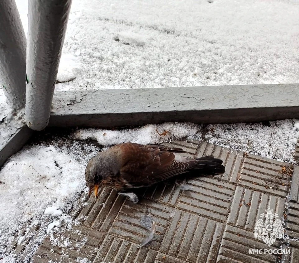 Фото - ГУ МЧС по Воронежской области