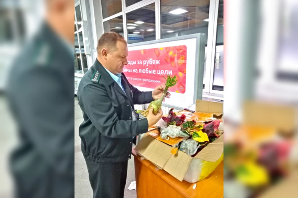 В Иркутске на листьях лайма нашли опасного для сельского хозяйства вредителя. Фото: Управление Россельхознадзора по Иркутской области и Республике Бурятия.