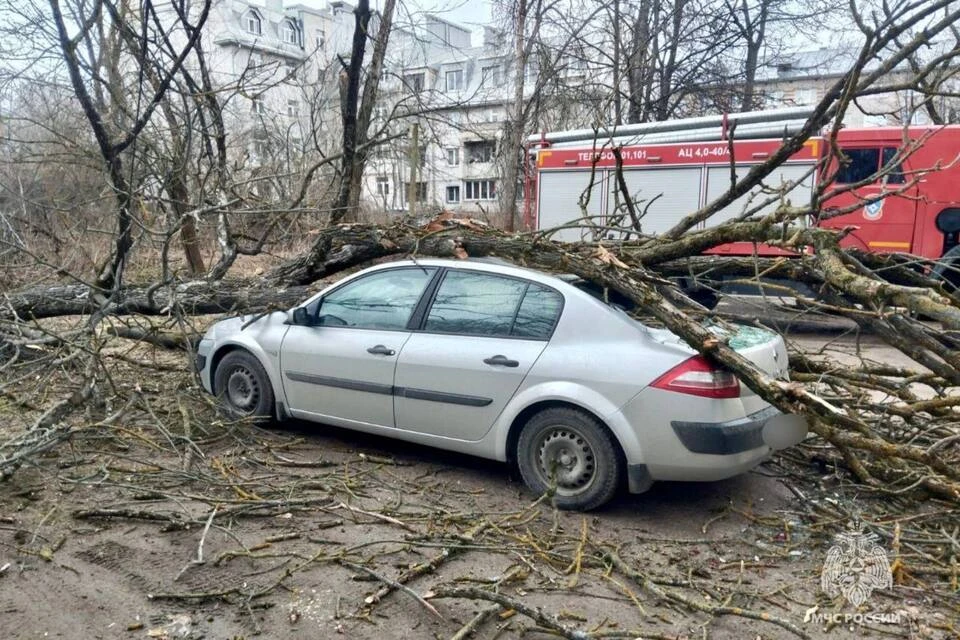 Дерево, упавшее на автомобиль. Фото: МЧС Тверской области