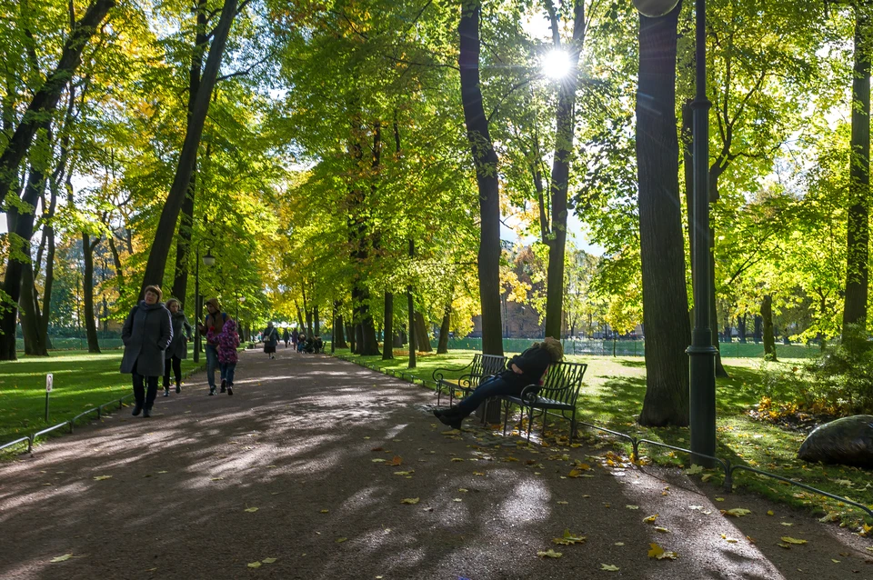 В Петербурге увеличат площади для деревьев и кустарников