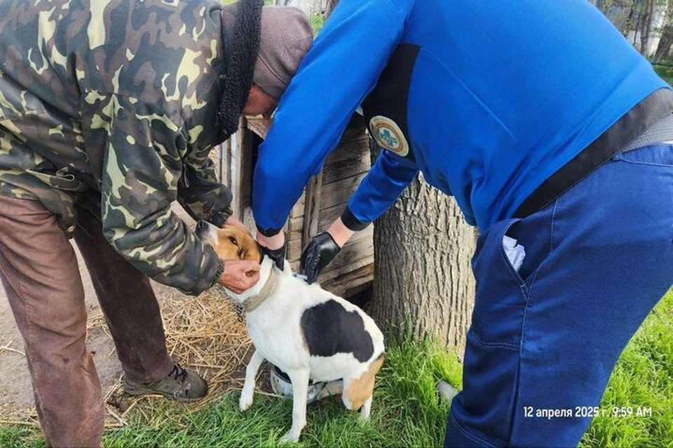 Кубанские ветеринары привили от бешенства 4718 собак и кошек на Херсонщине. Фото: администрация Херсонской области