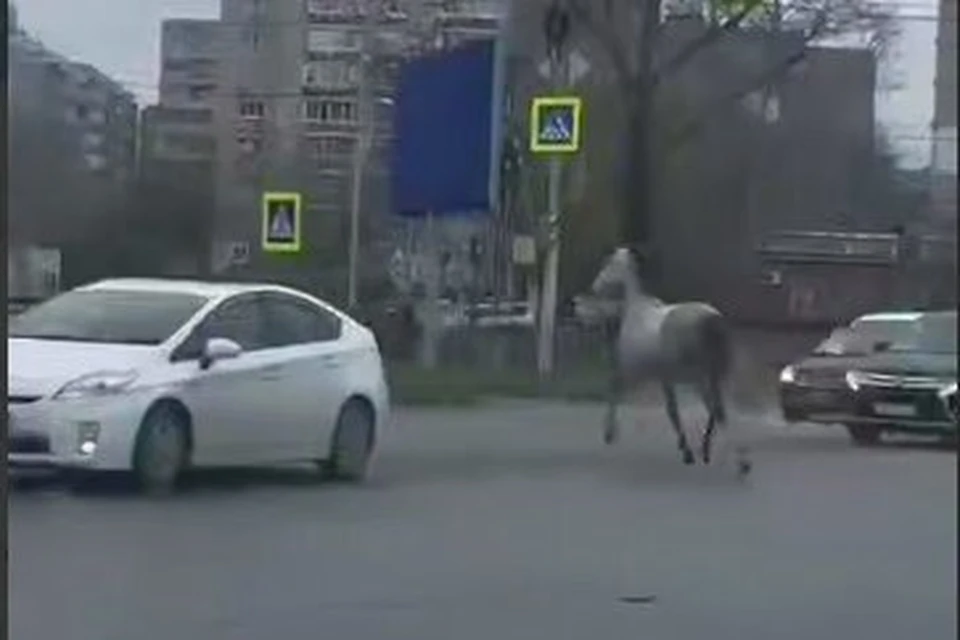 Бегал Заклинатель среди своих железных собратьев недолго. Фото: скриншот видео тгк «Хабарейро»