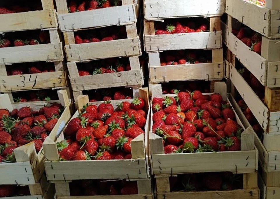 Карантинные объекты в продукции не обнаружили. Фото: пресс-служба управления Россельхознадзора по Кировской области, Удмуртской Республике и Пермскому краю