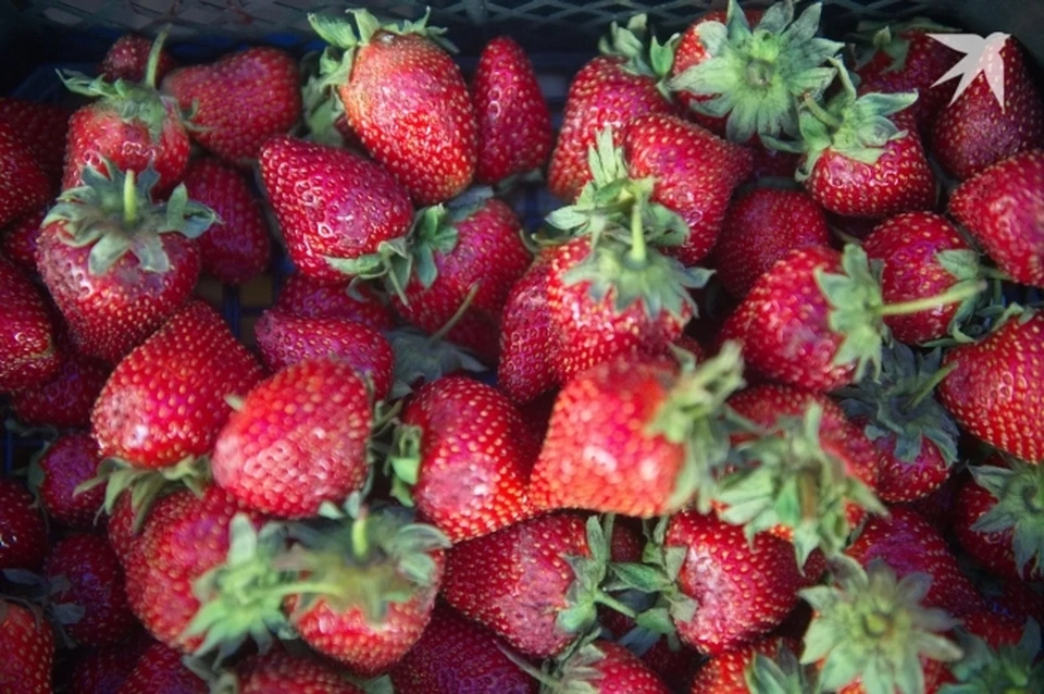 Завезли первую партию клубники из Киргизии