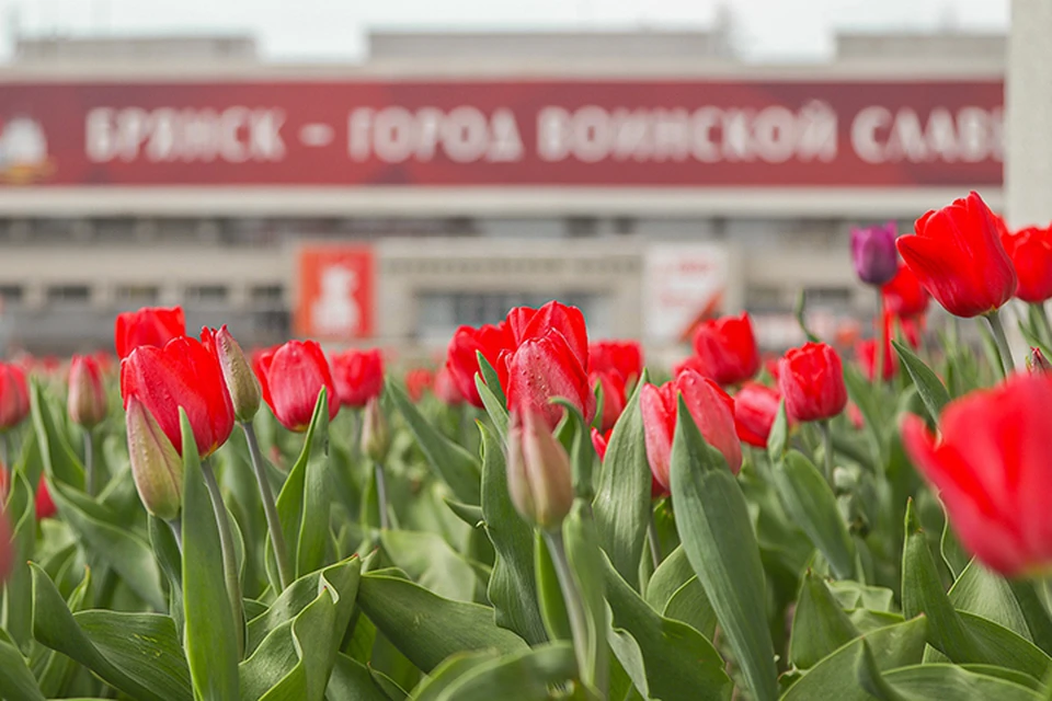 Фото: пресс-служба Брянской городской администрации.