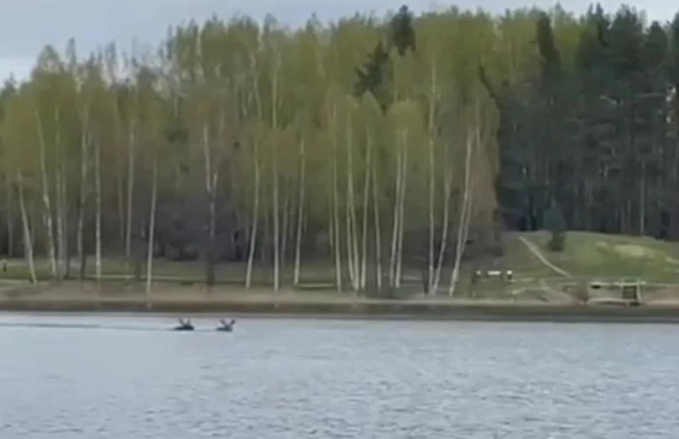Двух плавающих лосей заметили в озере Нижегородской области. Фото: Ольга Хлюпина
