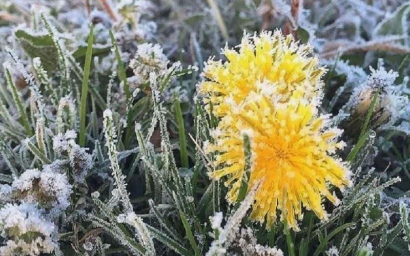 Заморозки сохраняются: снова объявлен «жёлтый код» . Фото:соцсети