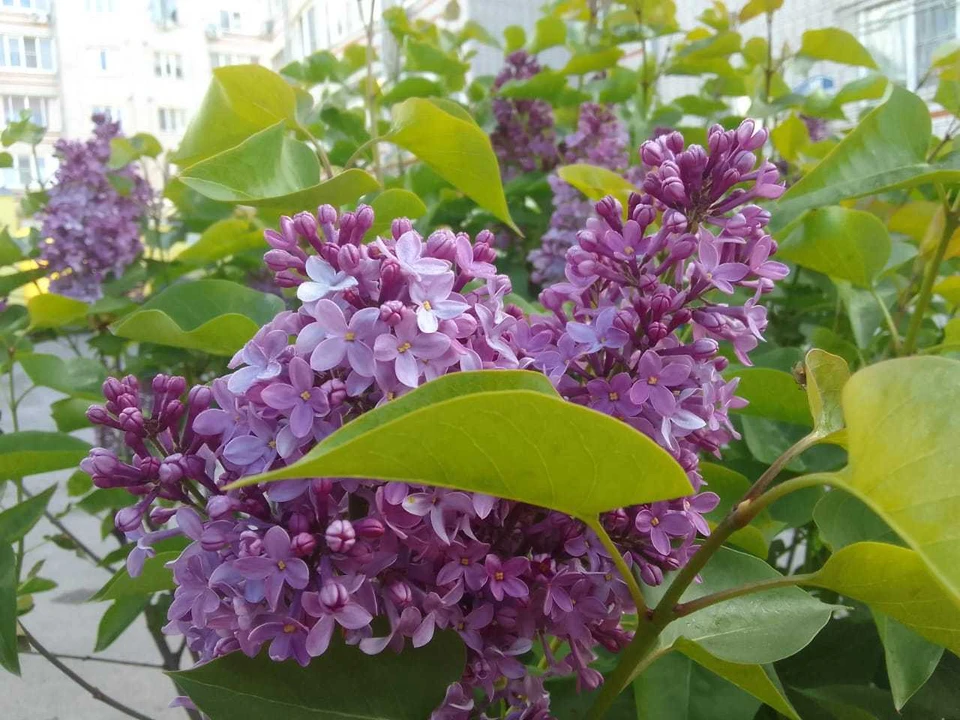 В Калуге на улице Достоевского откроют двустороннее движение.