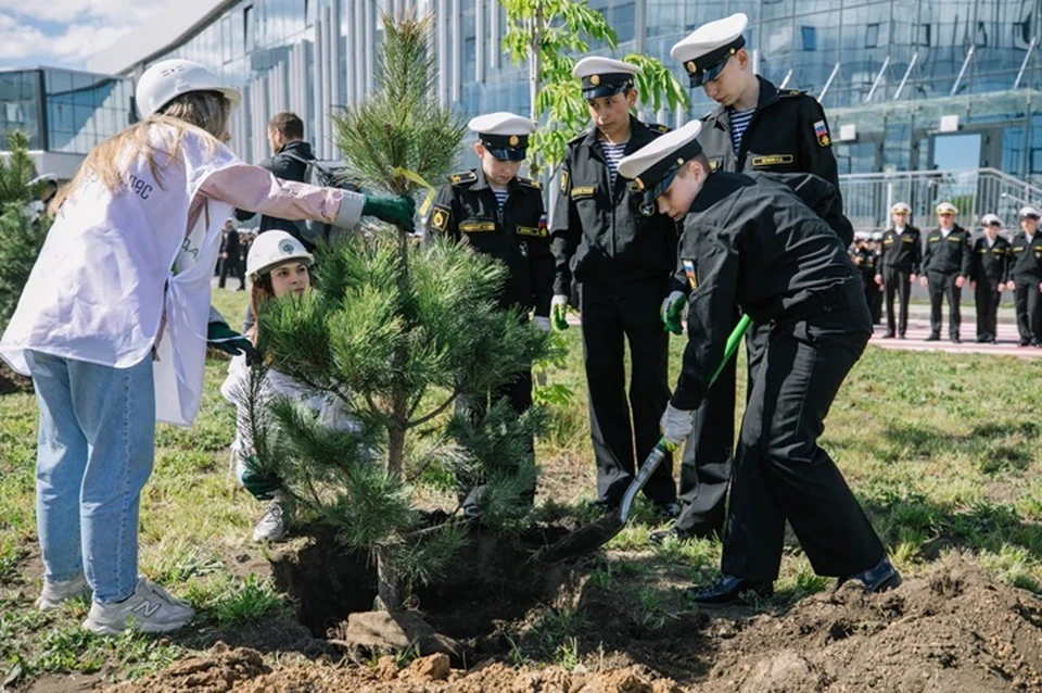 В Мариуполе высадили 12 сосен в память о героях освобождения города. Фото: ТГ/Моргун