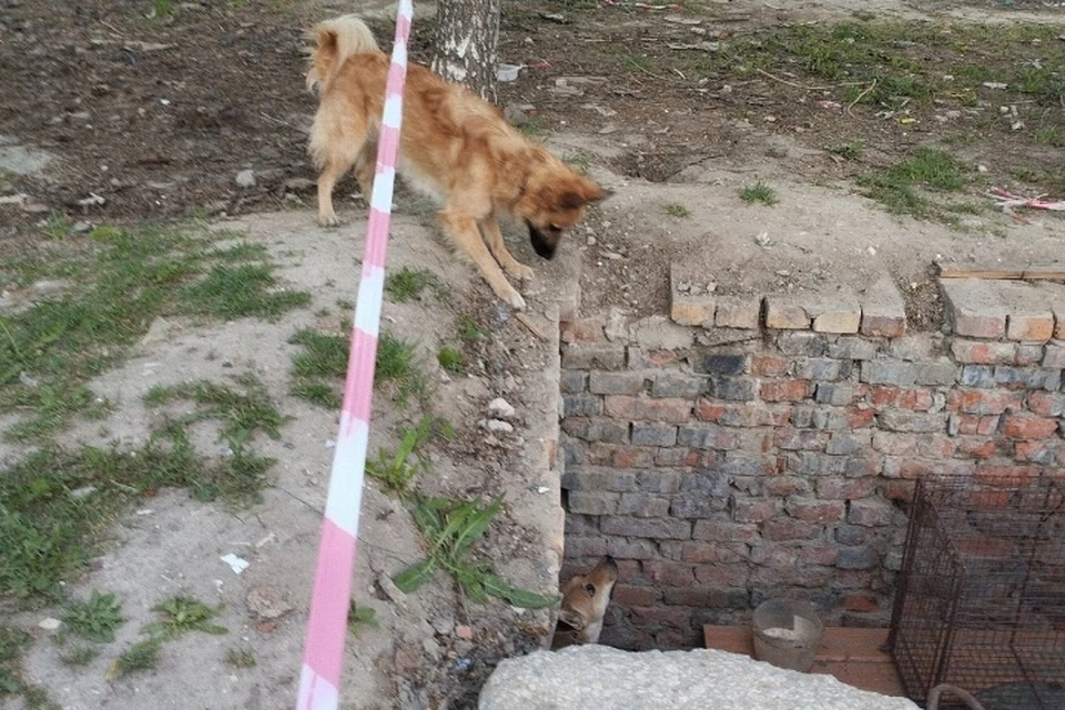 На помощь Малышке прибежал даже местный любопытный пес. Фото: «Гектор» - команда зооволонтеров Брянск, ВКонтакте.