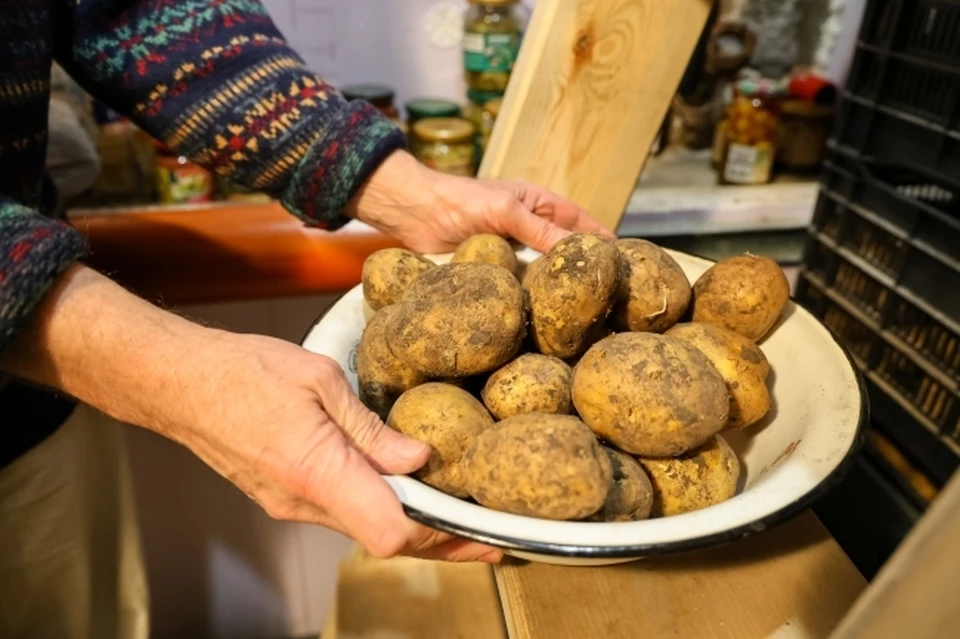 Из Пермского края в разные регионы России отправлено 17 тонн картофеля