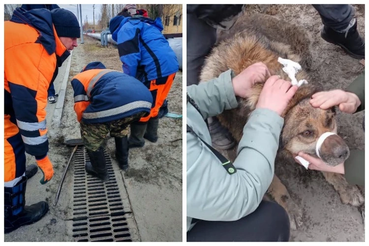 Без еды, воды и в полном одиночестве: на Ямале собака три дня просидела в канализации, пока ее не заметили люди