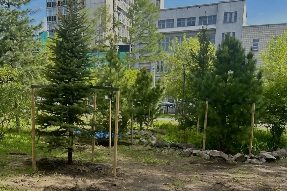 В Первомайском сквере Новосибирска высадили новые хвойные деревья. Фото: телеграм-канал «Зеленый Новосибирск»