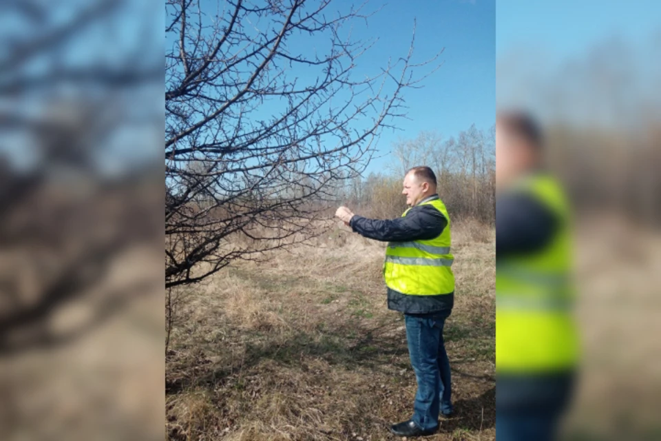 В питомниках Иркутска устанавливают феромонные ловушки для борьбы с вредителями. Фото: Управление Россельхознадзора по Иркутской области и Республике Бурятия.
