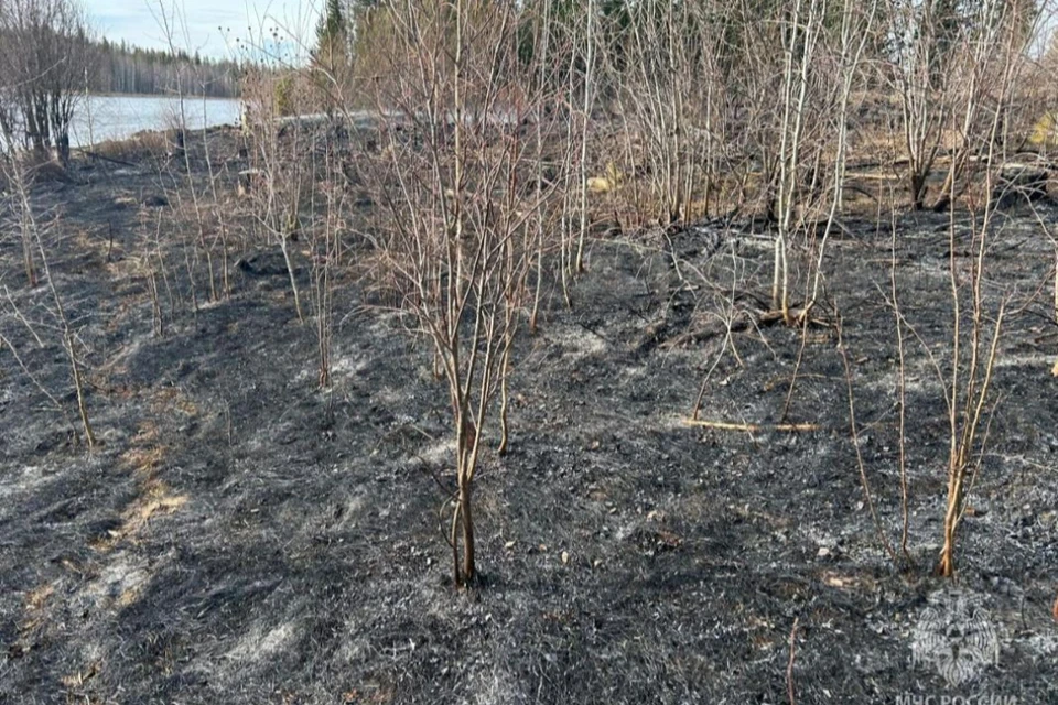 В Тулунском районе нашли двух виновников лесных пожаров.