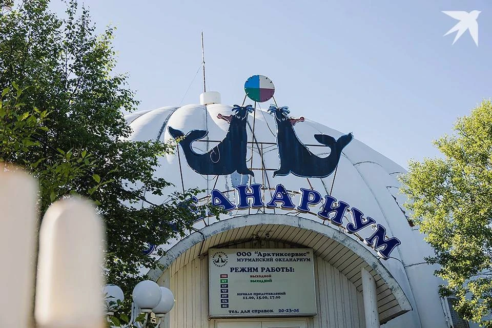 Работодатель задолжал сотрудникам океанариума в Мурманске почти полмиллиона рублей.