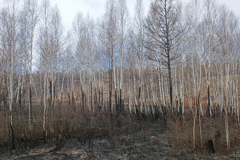 В Иркутской области стало больше лесных пожаров из-за жары.