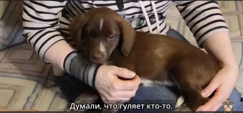 Сейчас щенок в безопасности. Фото: скриншот видео омской полиции