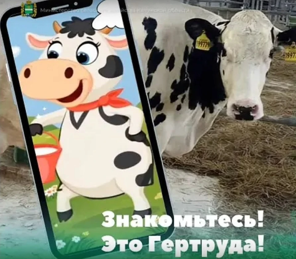 Молочная рекордсменка стала лицом калужского агропрома.