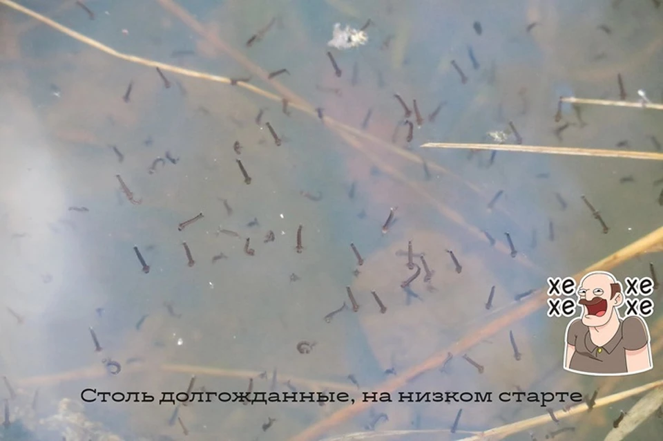 Личинки насекомых развиваются в стоячей воде. Фото: с личной страницы во ВКонтакте Николая Наконечного