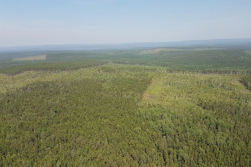 В Хабаровском крае запретили посещение лесов