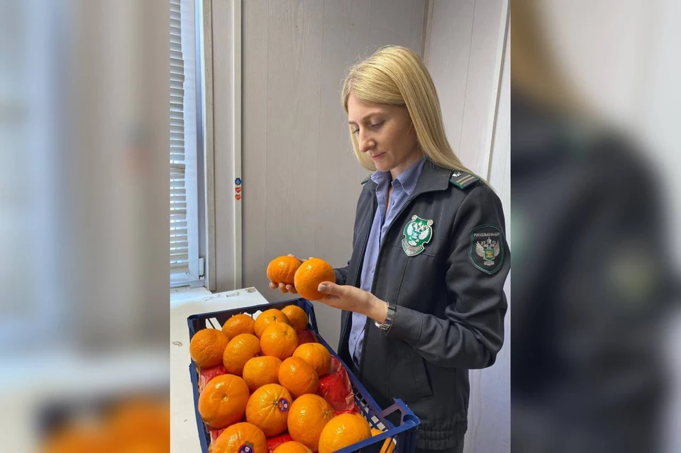 Специалисты обнаружили цветочного трипса и плодовую муху Фото: Южное межрегиональное управление Россельхознадзора