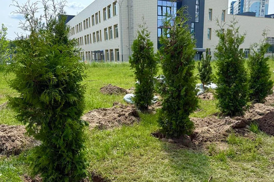 Три тысячи новых деревьев и столько же кустарников высадят в Нижнем Новгороде. ФОТО: телеграм-канал Юрия Шалабаева.