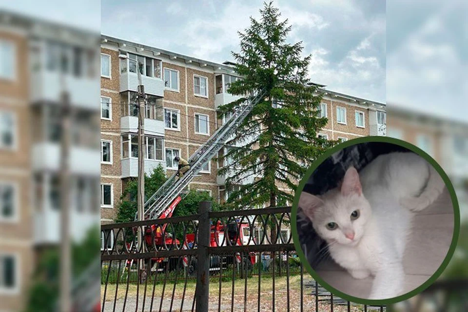 Кошке ищут любящих хозяев. Фото предоставлено жителями Краснокамска