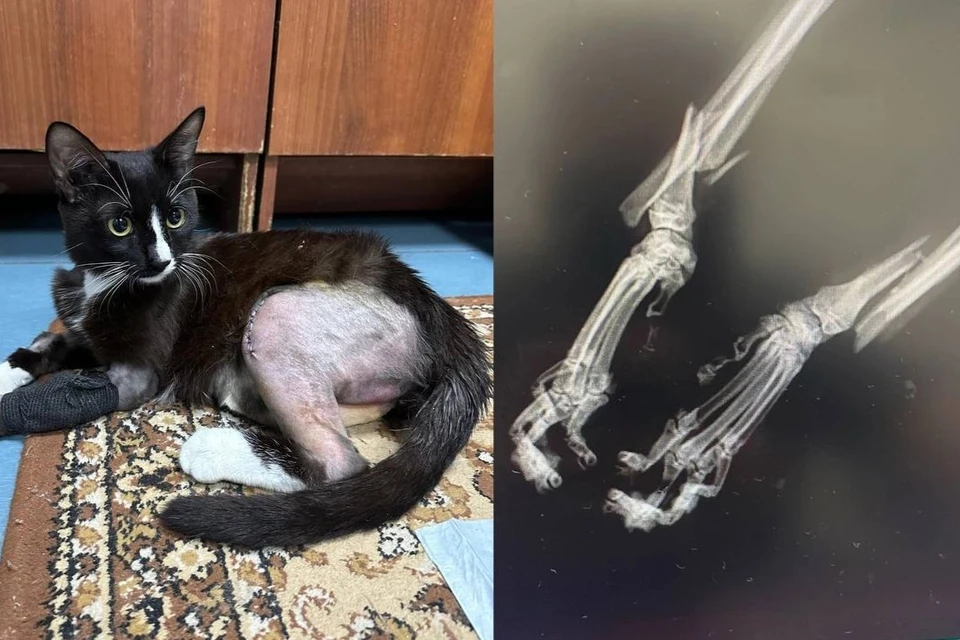 Молодой человек нашел кота, который совсем не двигался. Фото: "База реабилитации животных"