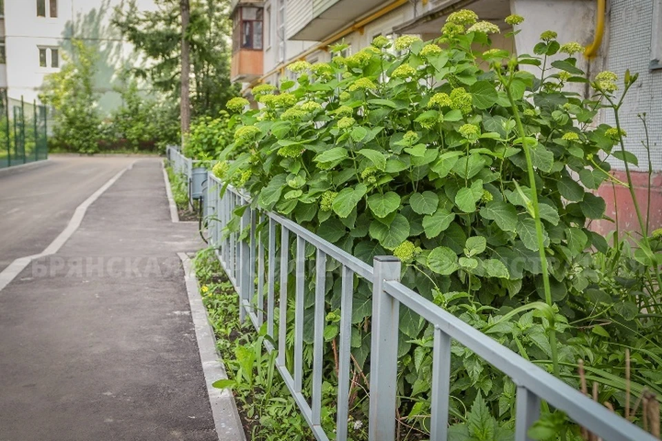 Фото: пресс-служба Брянской городской администрации.