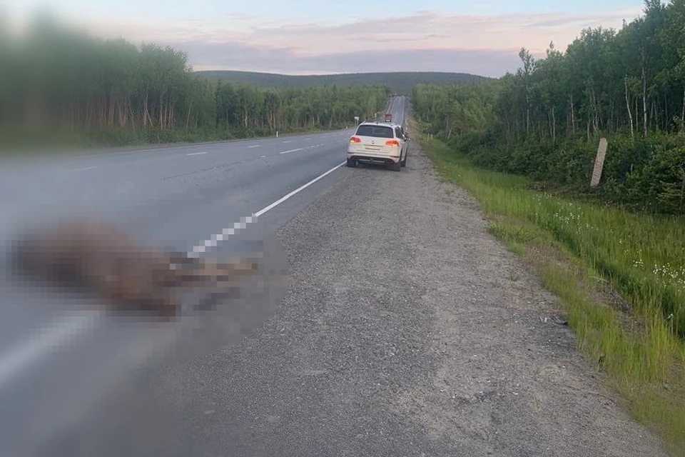 Лось погиб, но сам водитель, к счастью, не пострадал. Также повреждения получила машина. Фото: Госавтоинспекция по Мурманской области