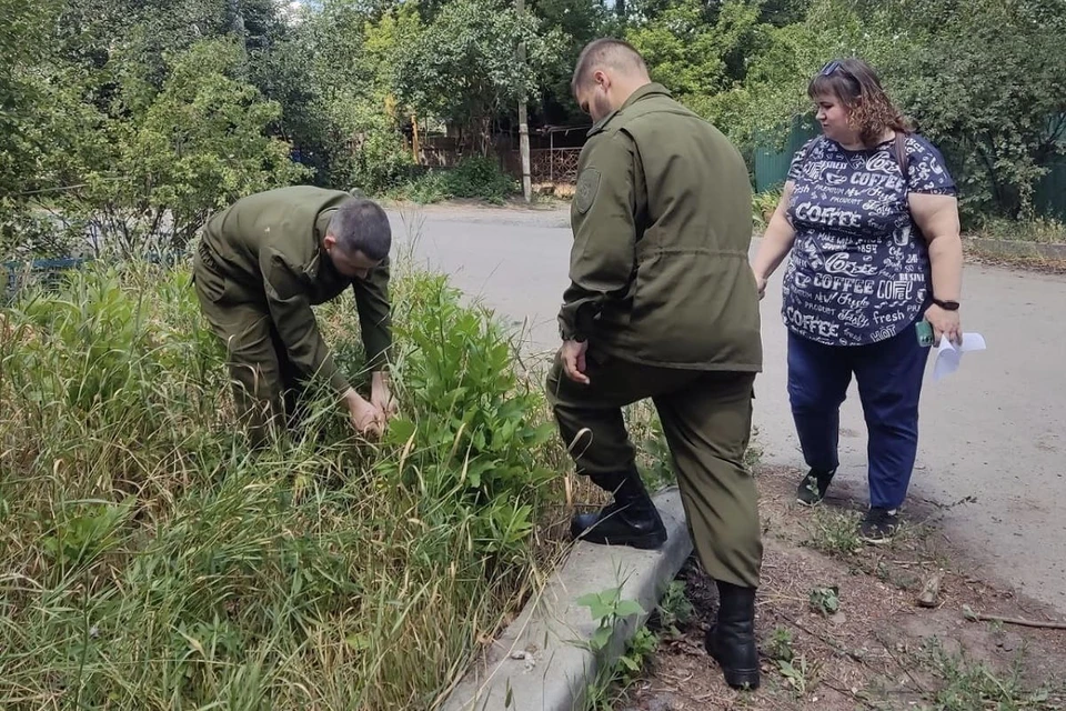 Конопля росла на пяти улицах. Фото: администрация Новочеркасска.