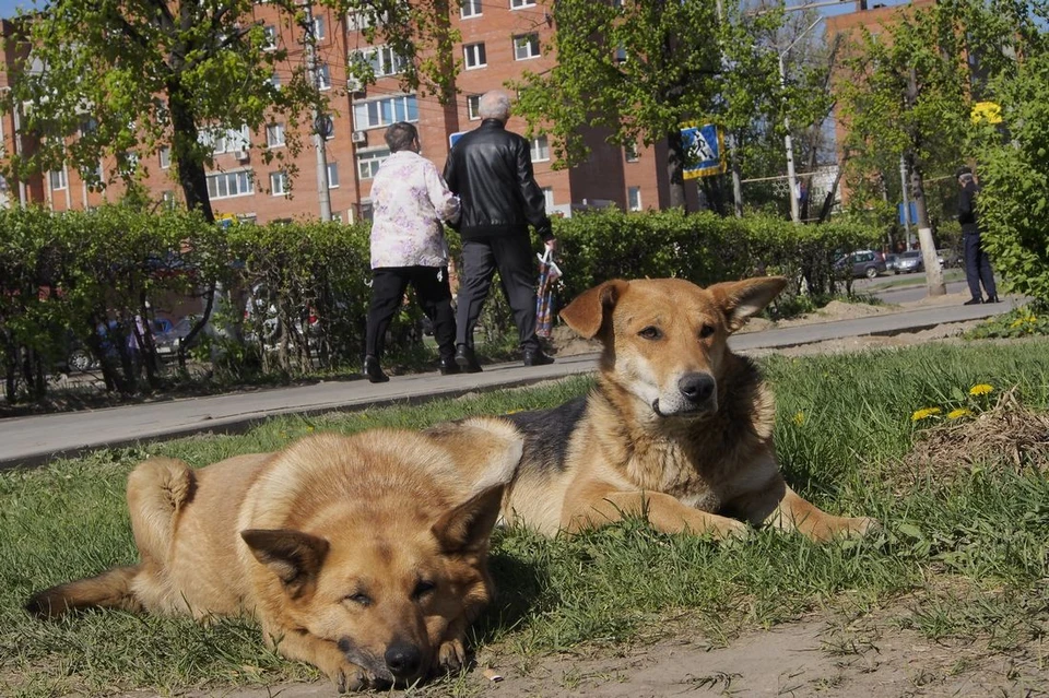 В Тульской области возбуждено уголовное дело после нападения собак на ребенка