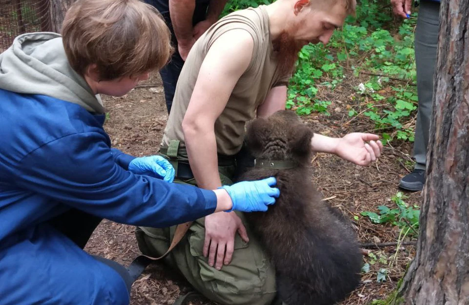 Ульяновские ветеринары привили от бешенства спасенного из частных рук медвежонка | ФОТО: Симбирский референтный центр ветеринарии и безопасности продовольствия