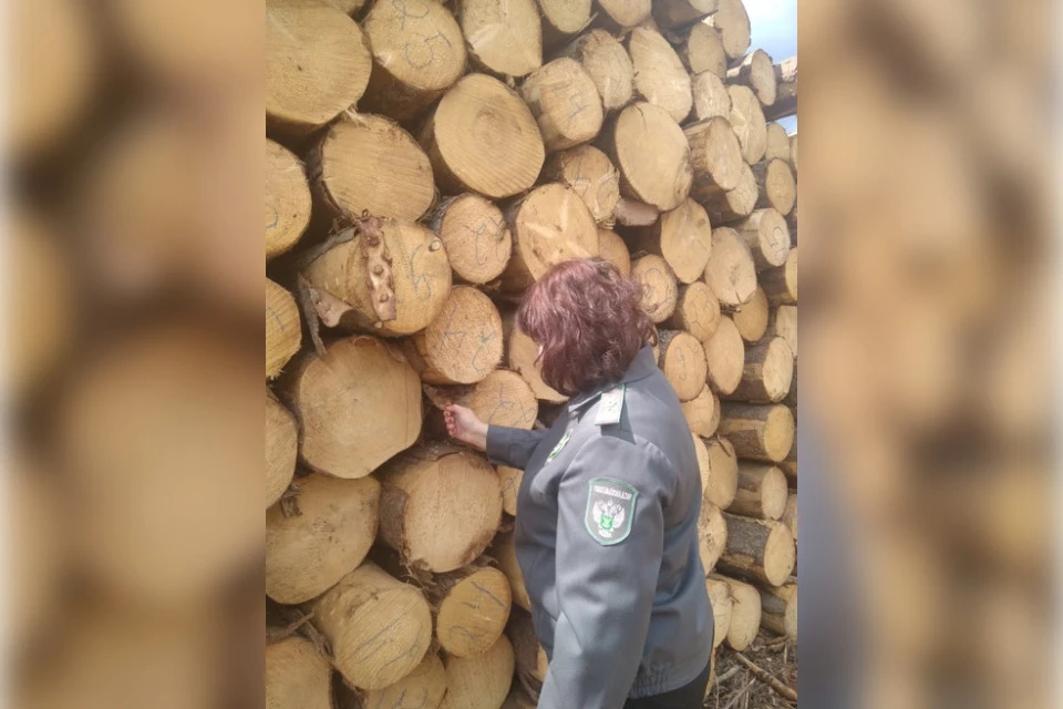 Инспектор за работой. Фото: Управление РСХН по Тверской и Ярославской областям.