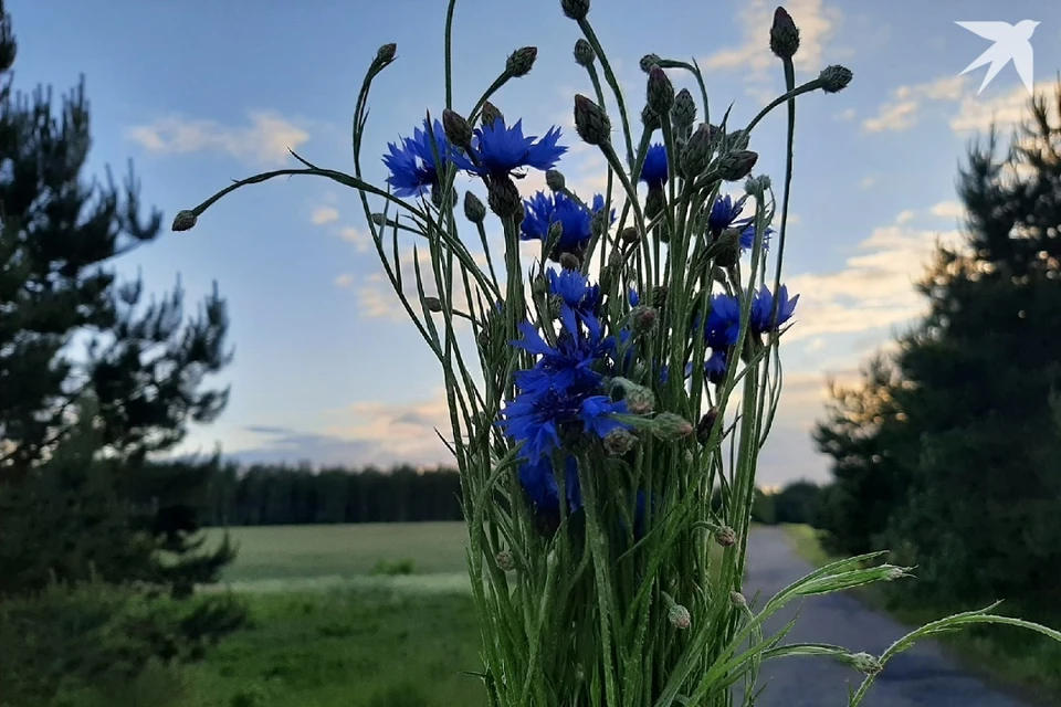 Синоптики сказали, какой будет погода на Купалье в Беларуси. Фото: архив «КП».