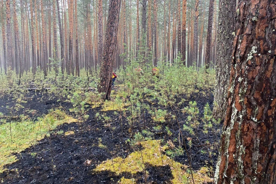 В Иркутской области за сутки потушили семь лесных пожаров.