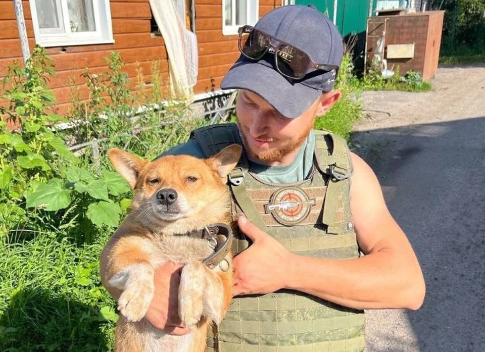 Собаки и кошки бегут за каждым в надежде на спасение, рассказали добровольцы