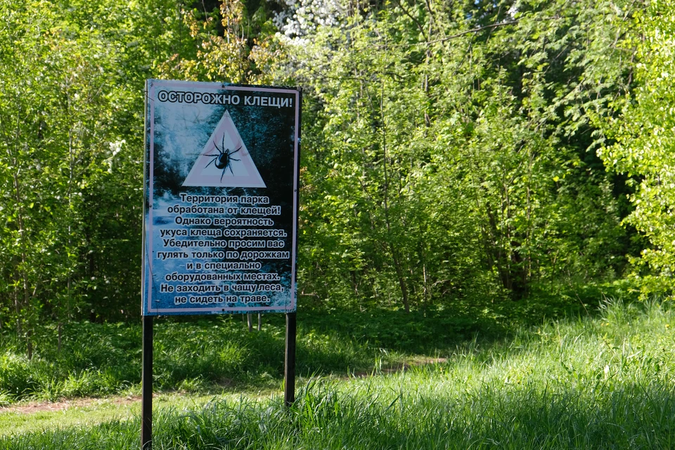 Чаще всего клещи присасываются в лесных массивах, посадках и на дачах. Фото: архив редакции