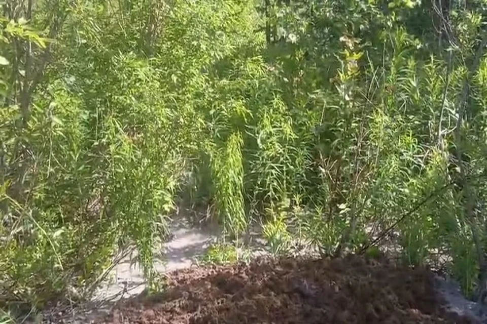Фото: скриншот с видео. Видео: предоставлено "КП"